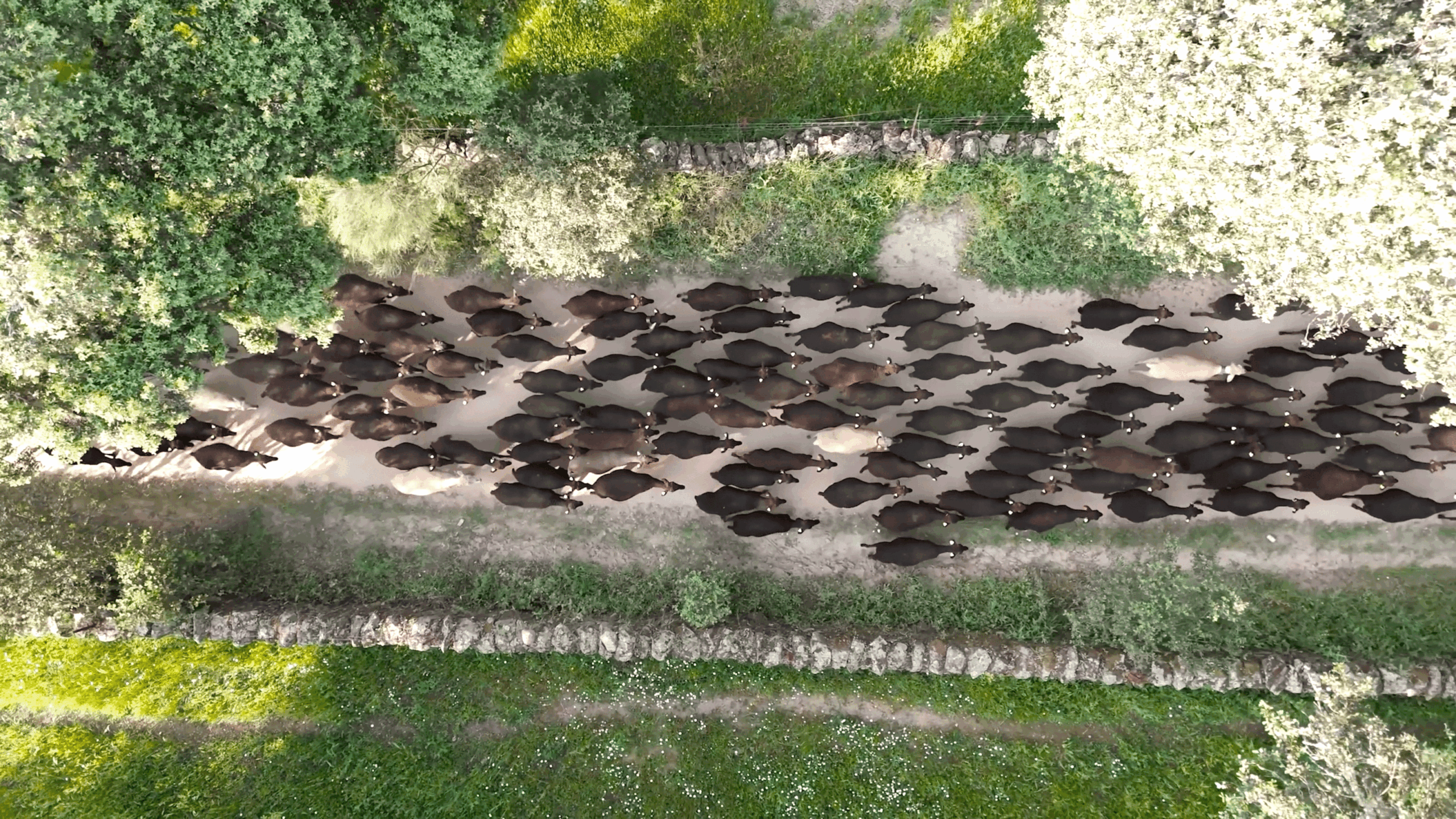 Merinas de Higuera